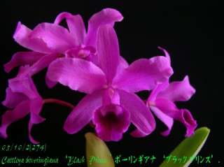 Cattleya bowringiana Species Orchid Plant  