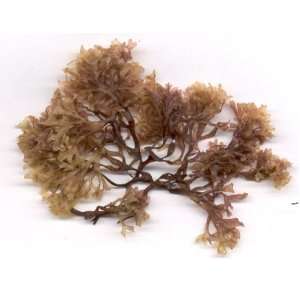 Irish Moss 1 Lb.