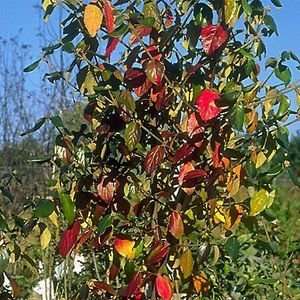  VIBURNUM BURKWOOD / 3 gallon Potted Patio, Lawn 