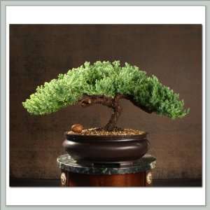 Bonsai Tree Juniper  Hydra Grocery & Gourmet Food