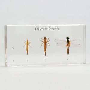  Dragonfly Life Cycle Plastomount: Industrial & Scientific