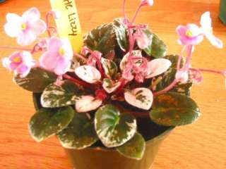 Tracey) Single pink. Variegated dark green and pink. Miniature 