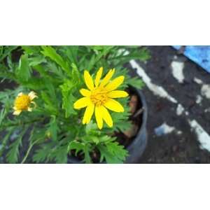  Bush Daisy Euryops pectinatus Live Plant Yellow Blooms 1 