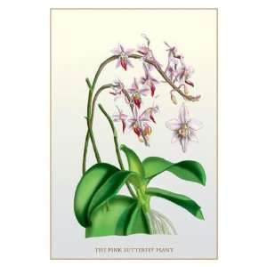   The Pink Butterfly Plant 12x18 Giclee on canvas: Home & Kitchen