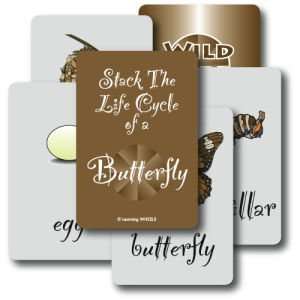  Stack the Life Cycle of a Butterfly (Grades K 3) Toys 
