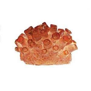  Orn Illuminated Sun Coral Medium: Pet Supplies