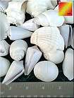 bulk 4lbs large white shell mix seashells 1 3 shellcraft