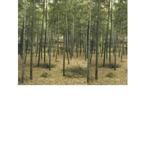   Wallcovering Destinations Murals Bamboo Grove DS8061: Home Improvement