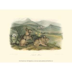  Nuttalls Hare by John Woodhouse Audubon 13x10