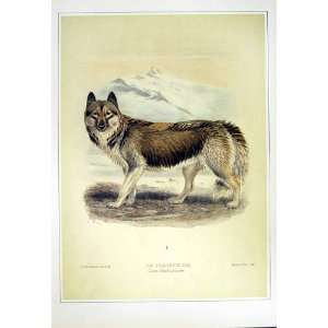   : C1990 Mammals Esquimaux Dog Canis Familiaris Husky: Home & Kitchen