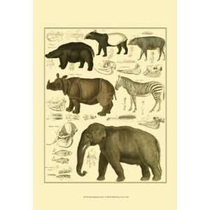  Oken   Oken Elephant & Zebra: Home & Kitchen