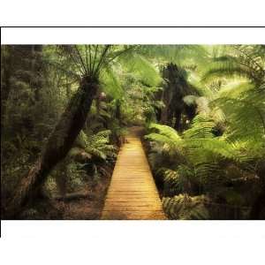  Boardwalk through rainforest, Maits Rest, Great Otway 