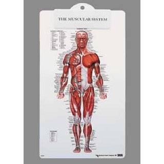 Muscle Man Plastic Clipboard 8946PCB by Anatomical Chart Company