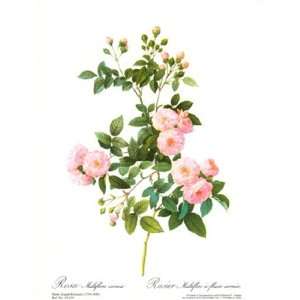 Rose, Multiflora Carne by Pierre Joseph Redoute 10x12 