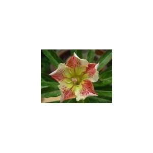  Adenium Wonderful Star 3 Seeds Rare Patio, Lawn & Garden