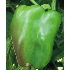  Sweet Chinese Giant Pepper Plant Patio, Lawn & Garden