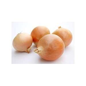  100 Heirloom Cortland (Allium Cepa ) Onion Seeds 
