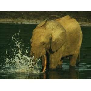  A Forest Elephant Splashes in the Waters of Langoue Bai 