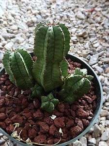 Euphorbia anoplia * Zipper Plant * South Africa ** Nice Plant *  
