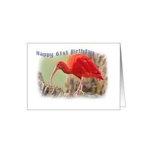  Birthday, 61st, Scarlet Ibis Bird Card Toys & Games