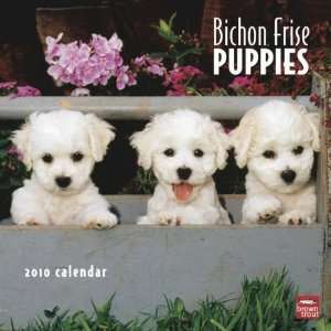  Bichon Frise Puppies 2010 Wall Calendar: Office Products