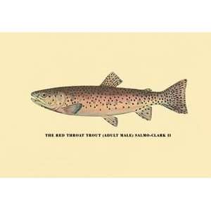 Red Throat Trout   12x18 Framed Print in Black Frame (17x23 finished)