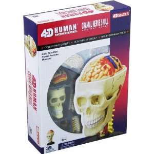  Tedco Human Anatomy Cranial Skull Toys & Games