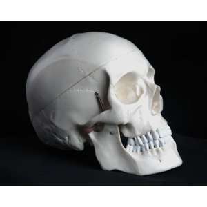  Medical Anatomical Human Skull Model High Quality, Classic 