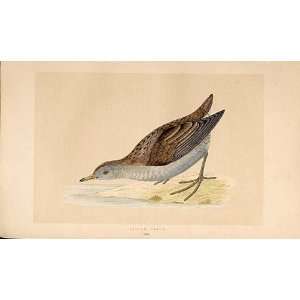  Little Crake British Birds 1St Ed Morris 1851