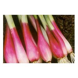  Crimson Forest Bunching Onion 100+ seeds Patio, Lawn 