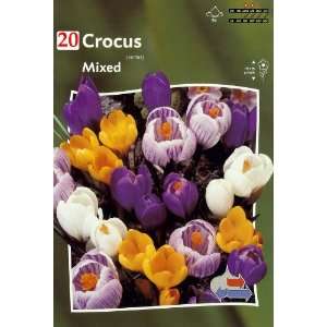  Crocus mixed colors 20_bulbs Patio, Lawn & Garden