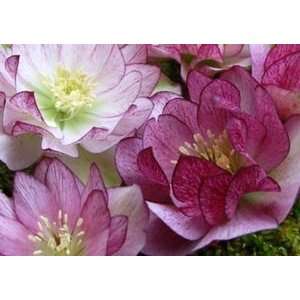  LENTON ROSE PEPPERMINT ICE / 1 gallon Potted Patio 