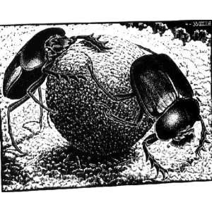   Oil Reproduction   Maurits Cornelis Escher   24 x 20 inches   Scarabs