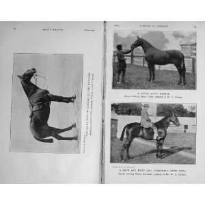   1916 Horse Hunter Grand Slam Hero Soft Answer Bellman
