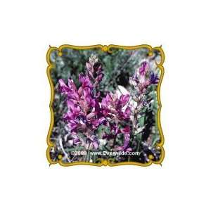  Purple Locoweed (Oxytropis lambertii) Jumbo Wildflower 