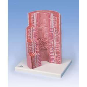 Digestive System Model   20 Times Magnified