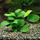 Anubias barteri nana 8 rhizomes 48~64 leaves  Live Aquarium Plant moss 