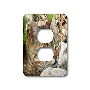   Cat Tabby Cat   Light Switch Covers   2 plug outlet cover Home