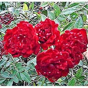  Old Heirloom Rose Live Plant Mini Sweetheart Climber Red 