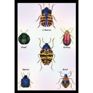  Beetles of Barbary and the Americas #1 24x36 Giclee: Home 
