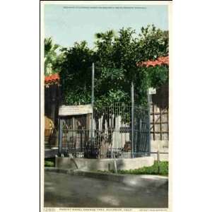 Reprint Riverside CA   Parent Naval Orange Tree 1900 1909  