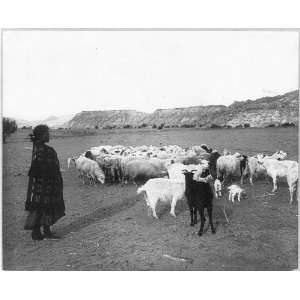    The Indian shepherd,Woman,herd of goats/sheep,c1915