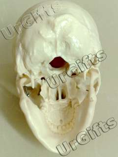 Human Anatomy Anatomical Skull 11 Life Size PVC Model  