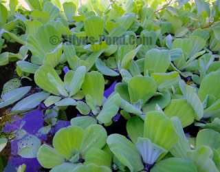 Water Lettuce Live Floating Pond Water Garden Plants   Select Size and 