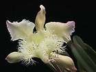NBS Rare Fragrant Brassavola digbyana v frimbripetala Orchid Plant