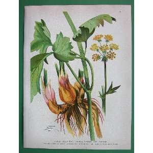 MEDICINAL PLANTS Levisticum Officinale Garden Lovage   Antique Print 