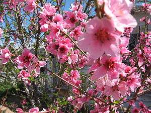 Lovell Peach, Prunus persica Lovell, Tree Seeds  