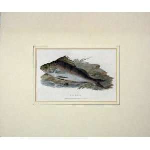  1830 Colour Print Perch Fish River Pitman London