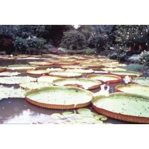 Exclusive By Buyenlarge 5 Foot Lily Pads 12x18 Giclee on canvas 