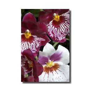 Four Exotic Orchid Blossoms Connecticut United States Giclee Print 